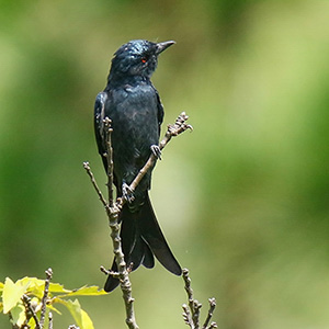 Ashy Drongo